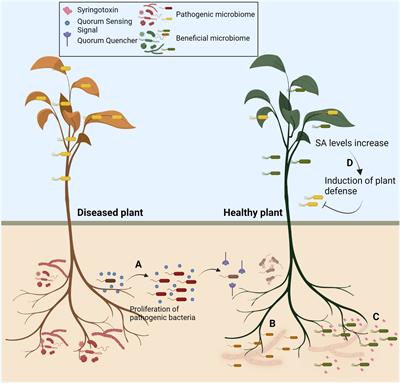 Editorial: Utilization of microbiome to develop disease resistance in crop plants against phytopathogens